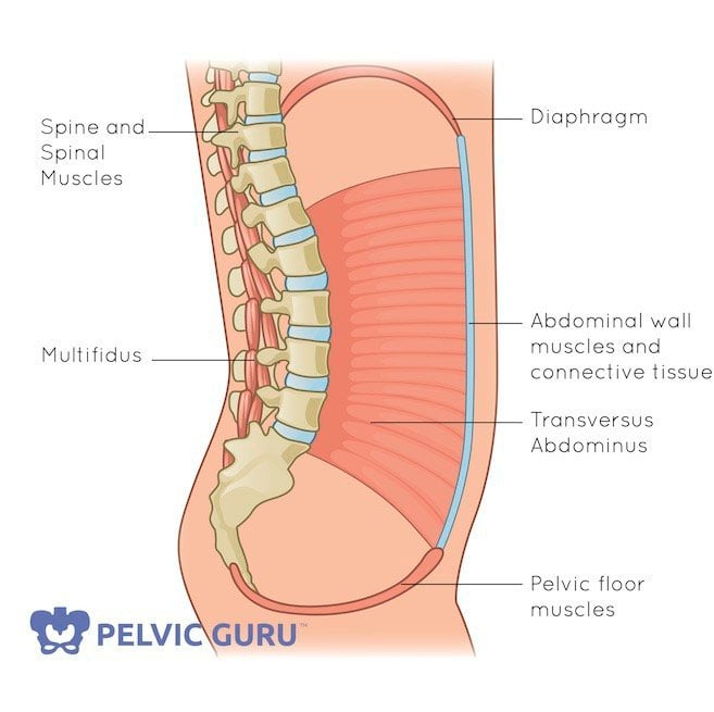 Deep core muscles: Diaphragm, Pelvic Floor, Innermost Abs and Multifidus